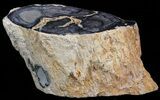 Polished Petrified Wood (Palm) Section - Eden Valley #41169-1
